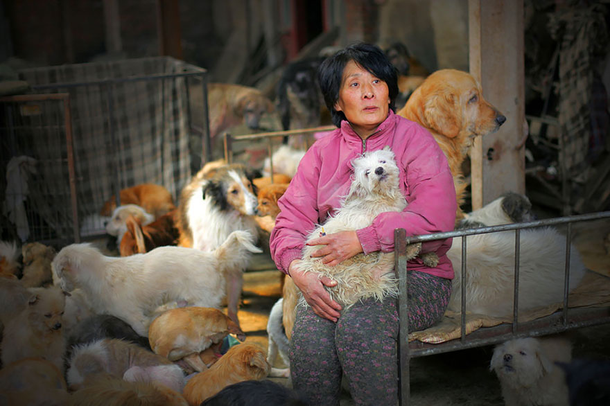 rescued-dogs-yulin-dog-meat-festival-china-1 rescued-dogs-yulin-dog-meat-festival-china-1