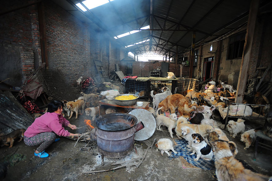 rescued-dogs-yulin-dog-meat-festival-china-11 rescued-dogs-yulin-dog-meat-festival-china-11