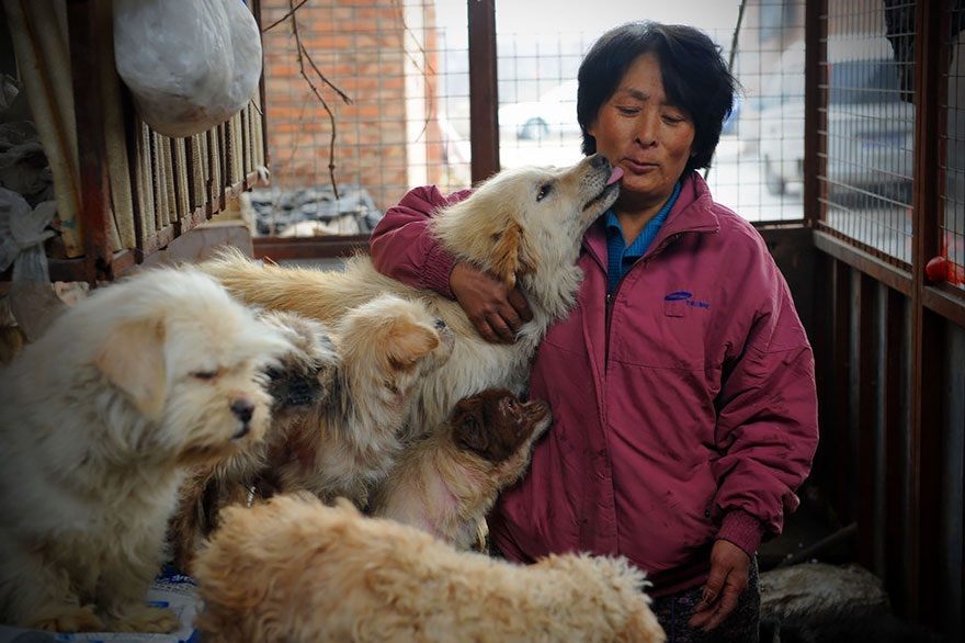 rescued-dogs-yulin-dog-meat-festival-china-12 rescued-dogs-yulin-dog-meat-festival-china-12
