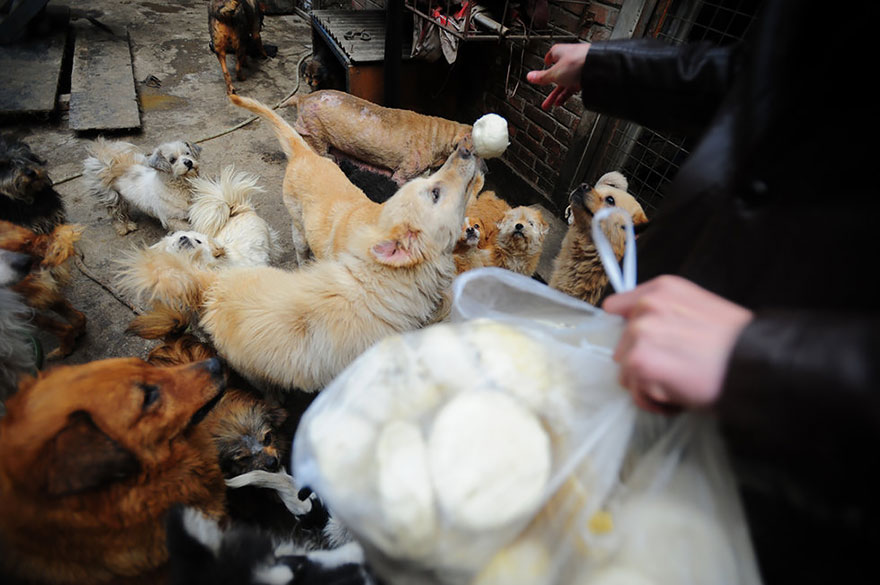 rescued-dogs-yulin-dog-meat-festival-china-14 rescued-dogs-yulin-dog-meat-festival-china-14