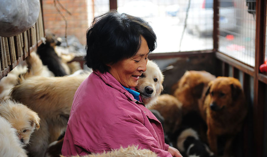 rescued-dogs-yulin-dog-meat-festival-china-17 rescued-dogs-yulin-dog-meat-festival-china-17