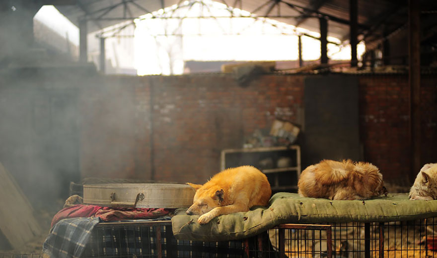 rescued-dogs-yulin-dog-meat-festival-china-18 rescued-dogs-yulin-dog-meat-festival-china-18