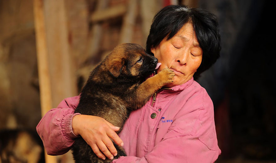 rescued-dogs-yulin-dog-meat-festival-china-19 rescued-dogs-yulin-dog-meat-festival-china-19