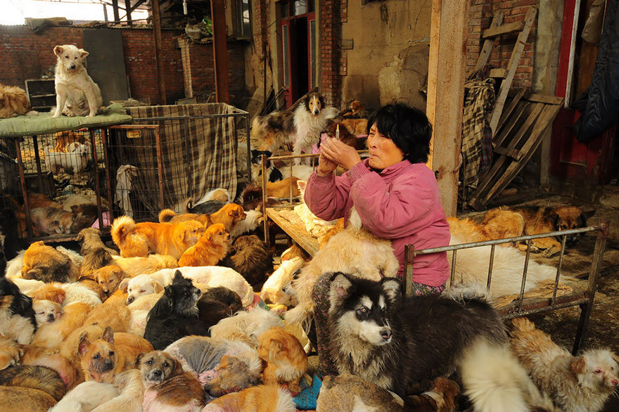 rescued-dogs-yulin-dog-meat-festival-china-2 rescued-dogs-yulin-dog-meat-festival-china-2