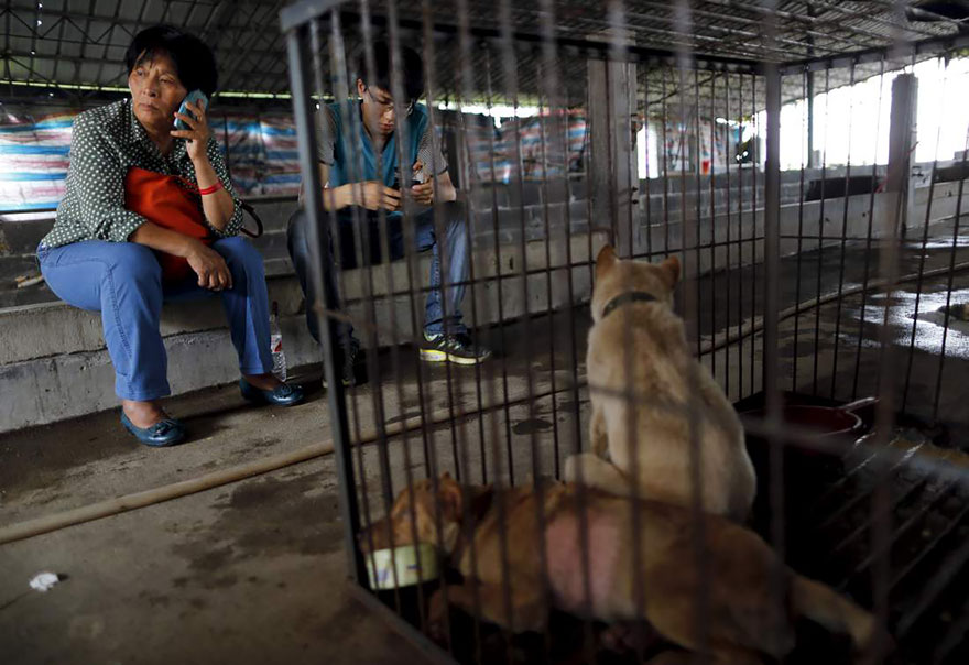 rescued-dogs-yulin-dog-meat-festival-china-21 rescued-dogs-yulin-dog-meat-festival-china-21