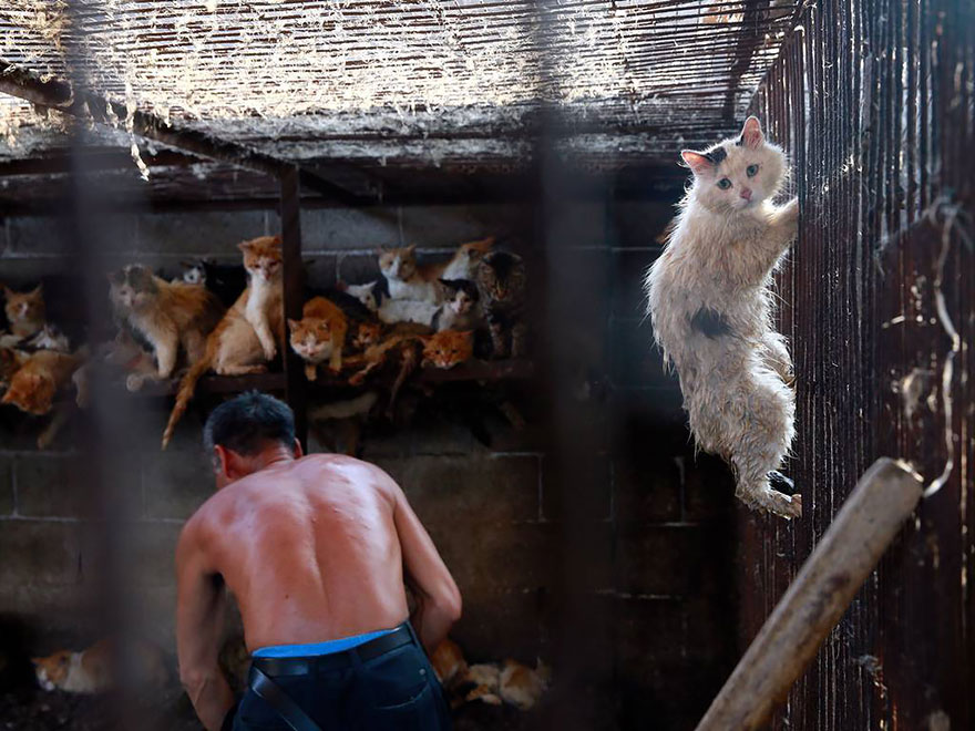 rescued-dogs-yulin-dog-meat-festival-china-23 rescued-dogs-yulin-dog-meat-festival-china-23