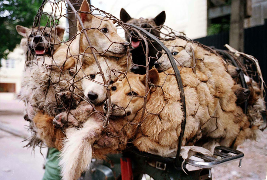 rescued-dogs-yulin-dog-meat-festival-china-24 rescued-dogs-yulin-dog-meat-festival-china-24
