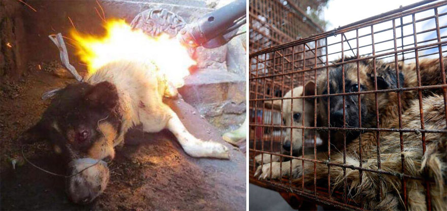 rescued-dogs-yulin-dog-meat-festival-china-25 rescued-dogs-yulin-dog-meat-festival-china-25