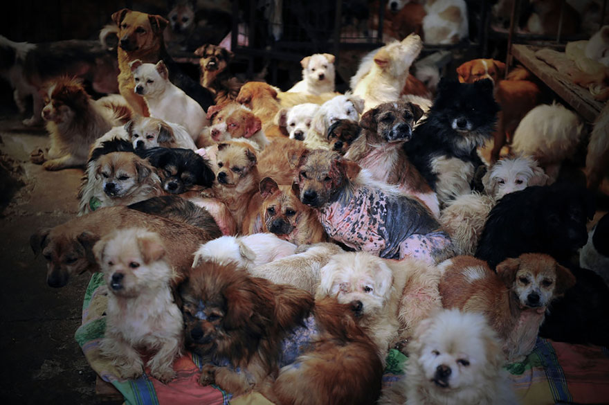 rescued-dogs-yulin-dog-meat-festival-china-4 rescued-dogs-yulin-dog-meat-festival-china-4