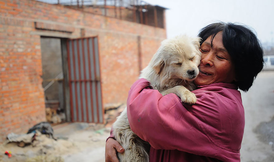 rescued-dogs-yulin-dog-meat-festival-china-5 rescued-dogs-yulin-dog-meat-festival-china-5