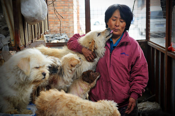 Chinese Woman Travels 1,500 Miles And Pays $1,100 To Save 100 Dogs From Chinese Dog-Eating Festival