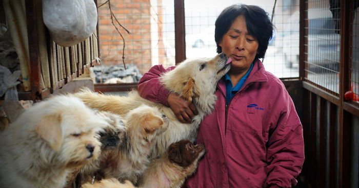 Chinese Woman Travels 1,500 Miles And Pays $1,100 To Save 100 Dogs From Chinese Dog-Eating Festival
