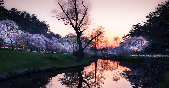 My Pictures Of Sakura Blossoms In Japan