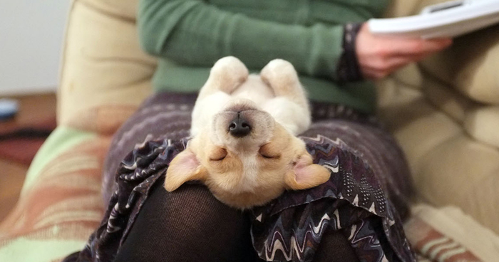 I Found This Adorable Puppy In An Abandoned Backyard And Brought Her Home