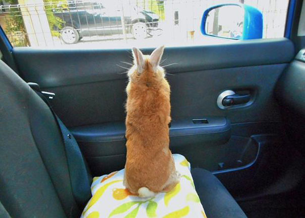 short-people-problems-bunny-koron-japan-12 short-people-problems-bunny-koron-japan-12