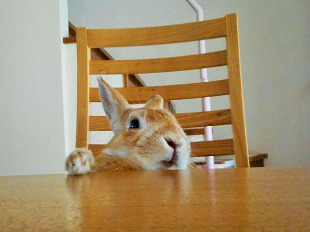 short-people-problems-bunny-koron-japan-2 short-people-problems-bunny-koron-japan-2