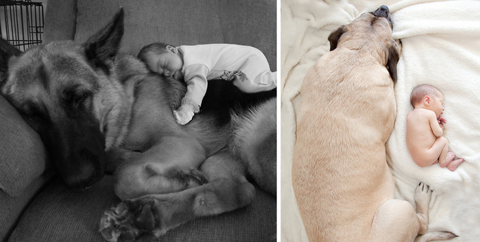 92 Big Dogs Caring For Little Kids
