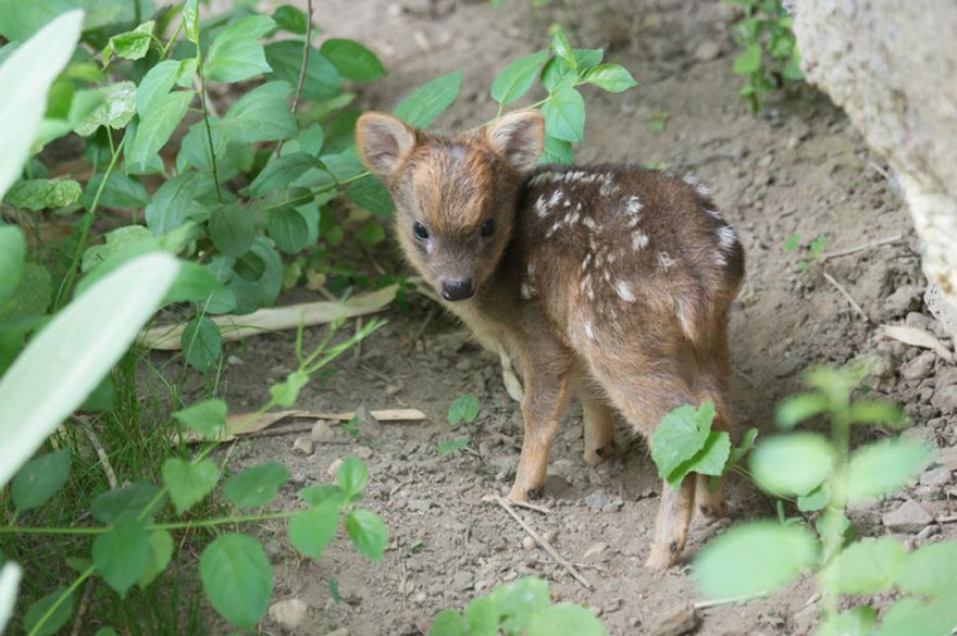 smallest-baby-deer-fawn-pudu-queens-zoo-2 smallest-baby-deer-fawn-pudu-queens-zoo-2