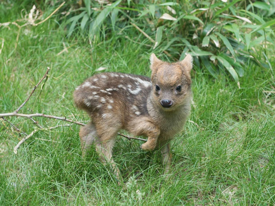 smallest-baby-deer-fawn-pudu-queens-zoo-3 smallest-baby-deer-fawn-pudu-queens-zoo-3