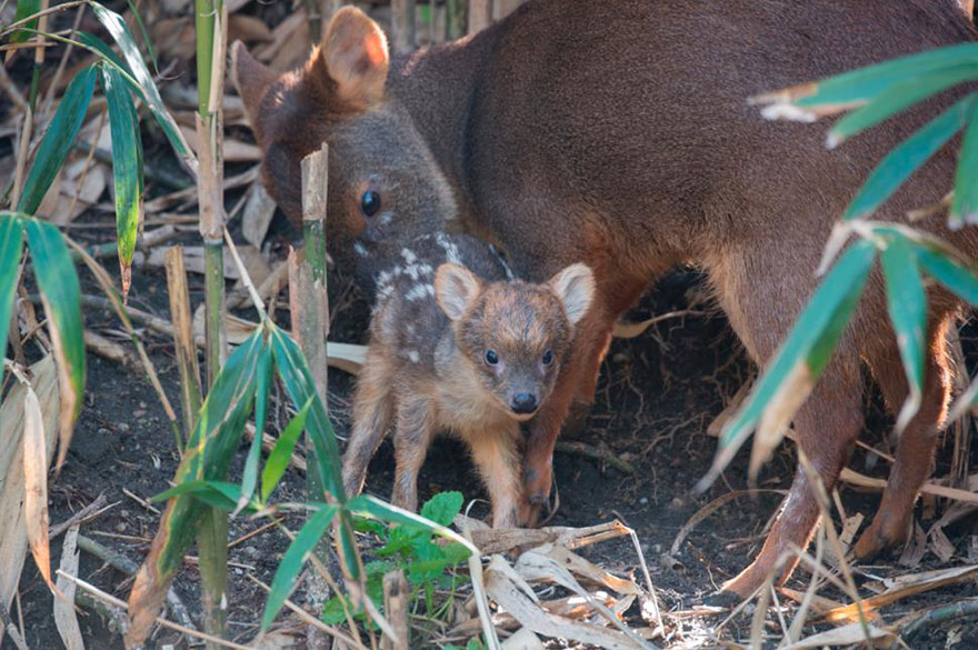 smallest-baby-deer-fawn-pudu-queens-zoo-4 smallest-baby-deer-fawn-pudu-queens-zoo-4