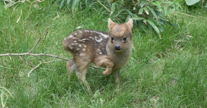World’s Smallest Deer Species Born In NYC Zoo Weighs Only 1 Pound