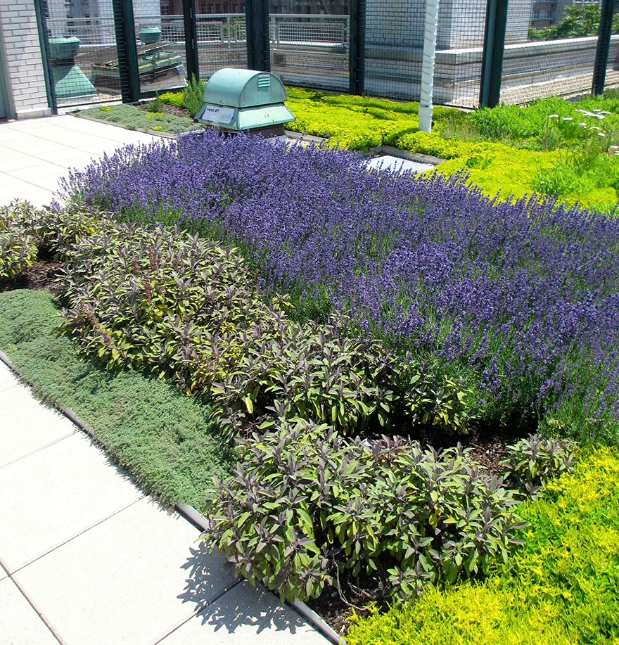 solar-panel-roof-green-schools-nyc-3 solar-panel-roof-green-schools-nyc-3