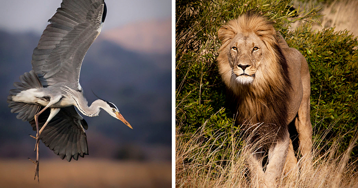 Photos Of South African Wildlife By A Field Guide In Training