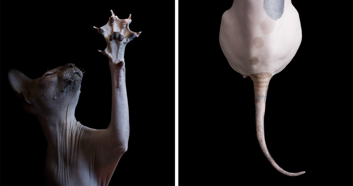 I Photograph Hairless Sphynx Cats To Explore Their Odd Beauty