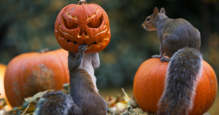 Squirrel Tries To Steal A Carved Pumpkin From Photographer’s Backyard
