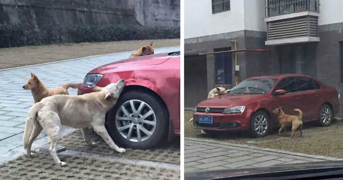 Stray Dog Kicked By Driver Returns With A Pack Of Friends To Trash His Car