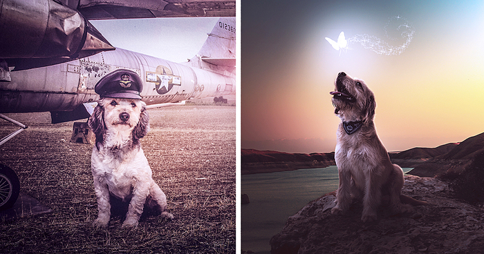 I Photograph Stray Dogs At Rescue Center To Help Them Get Adopted