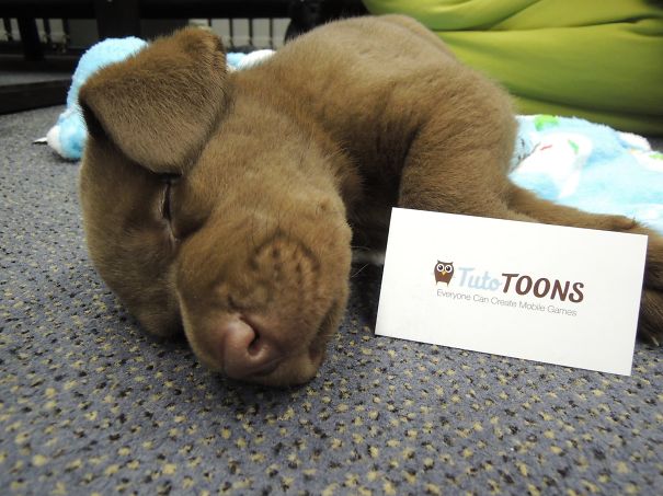 Puppy Too Tired To Work Today