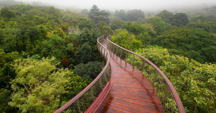 This Canopy Walkway Lets You Walk Above The Trees In Cape Town