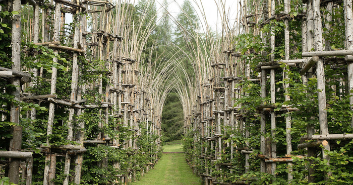 A Majestic Cathedral Made Of Living, Breathing Trees