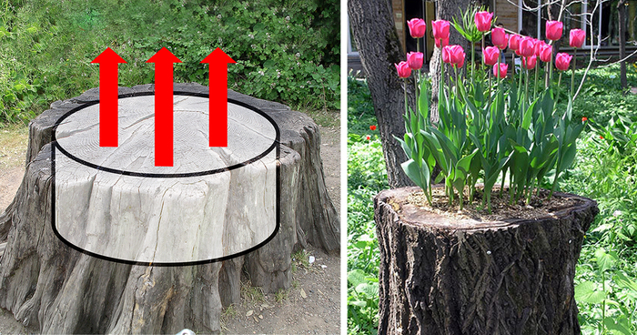 30 Old Tree Stumps Turned Into Beautiful Flower Planters