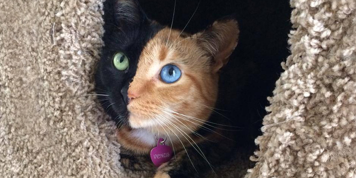 Meet Venus, A Cat With Two Faces