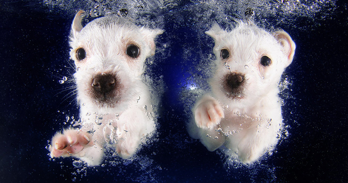 New Playful Underwater Puppy Photo Series By Seth Casteel