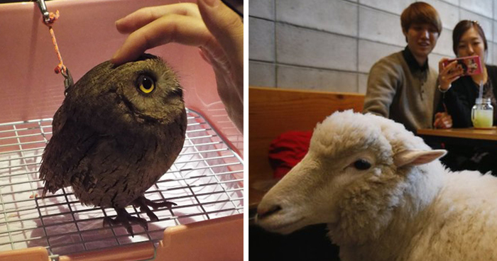 Animal Cafes From Around The World