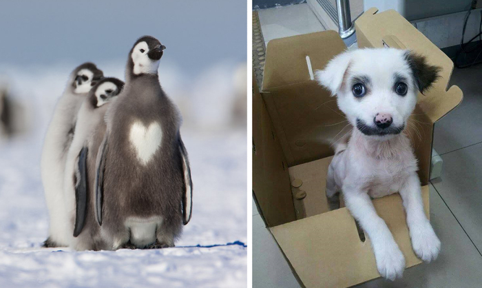 25 Animals Famous For Their Unusual Fur Markings