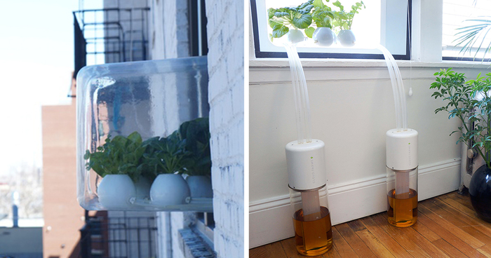 My Window Greenhouse Grows Fresh Vegetables All Year Long