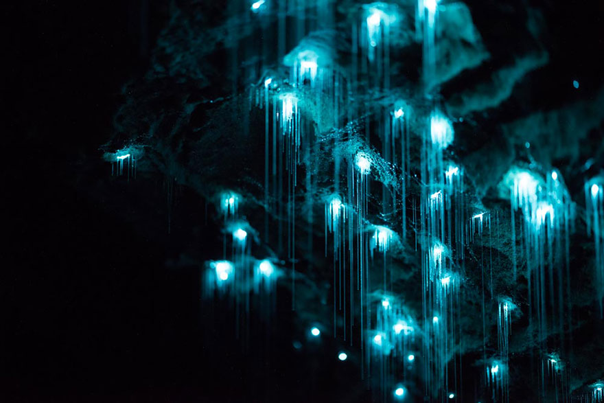 Long Exposure Photos Of Glowworms Turn New Zealand Cave Into Starry Night Long Exposure Photos Of Glowworms Turn New Zealand Cave Into Starry Night