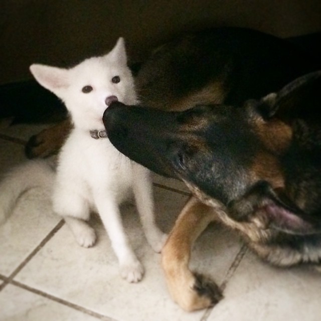 white-fox-cub-rylai-16