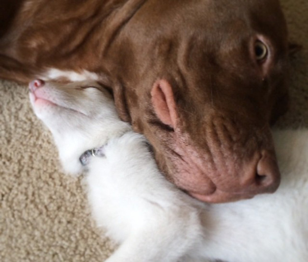 white-fox-cub-rylai-17