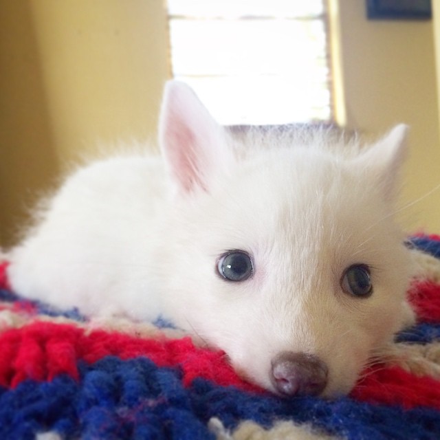 white-fox-cub-rylai-2