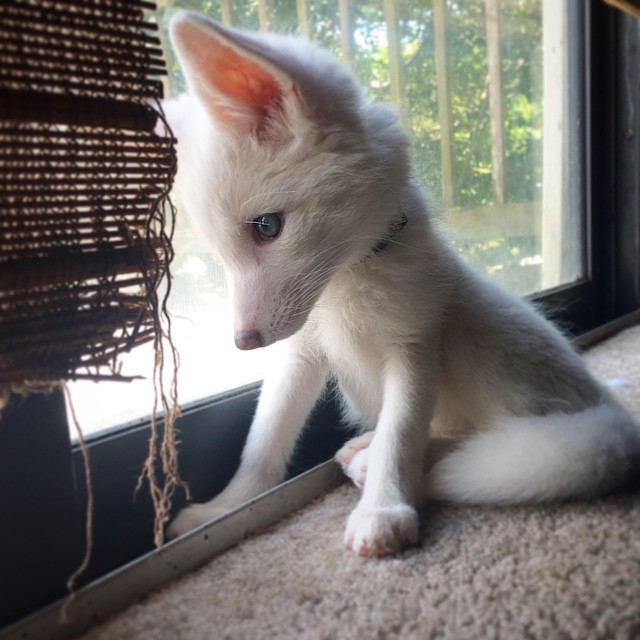 white-fox-cub-rylai-4