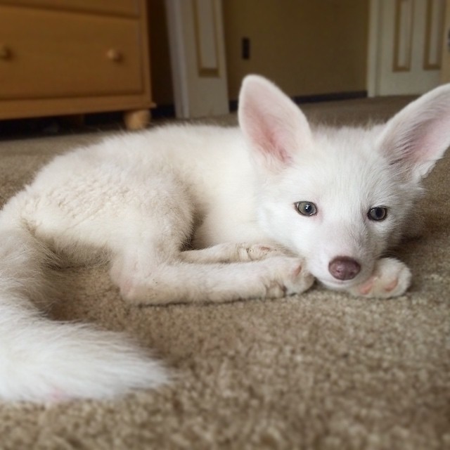 white-fox-cub-rylai-9
