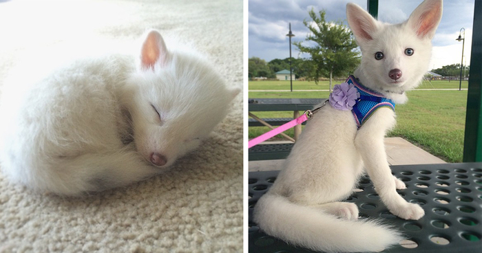 The Internet’s Cutest Snow-White Fox Is Growing Up