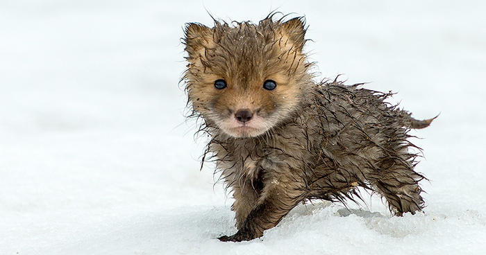 Russian Miner Spends His Breaks Taking Photos Of Foxes In The Arctic Circle