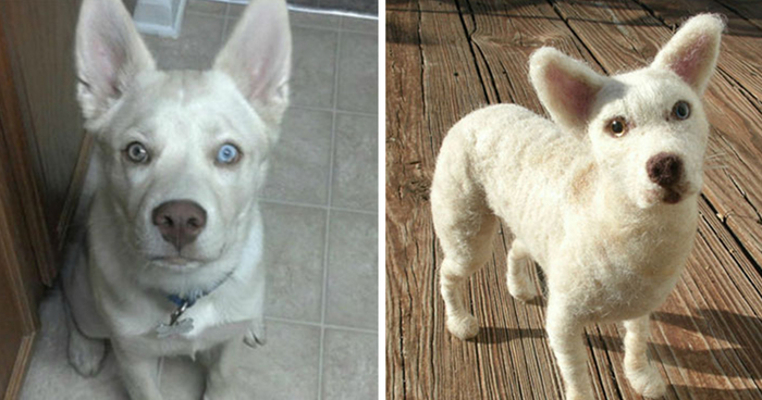 I Make Wool Copies Of Peoples’ Pets