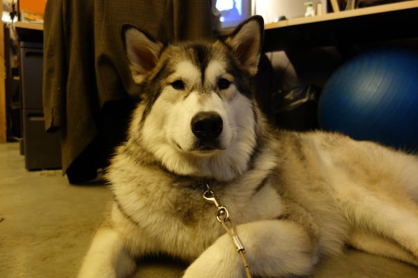Every Day Is Bring Your Dog To Work Day For Riker The Malamute At Softchoice!